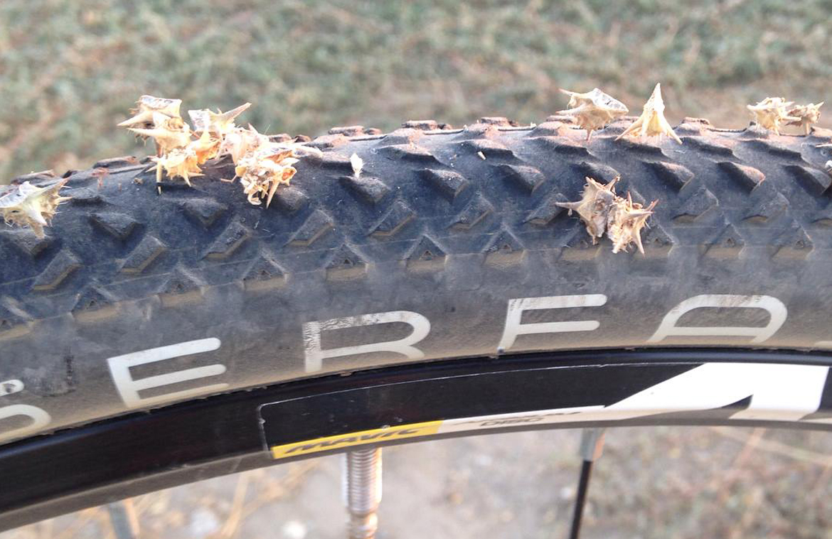 Flat Bicycle Tires by Goat Head - Free for All - The Patriot ...
